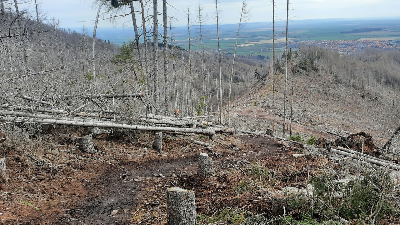 Trailpark Harz Bild 7
