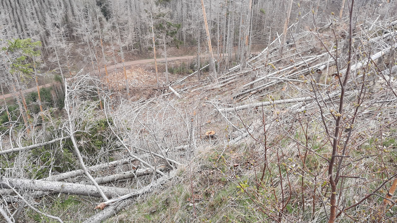 Trailpark Harz Bild 3