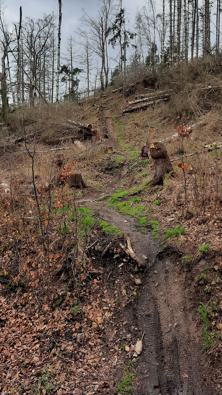 Trailpark Harz Bild 5