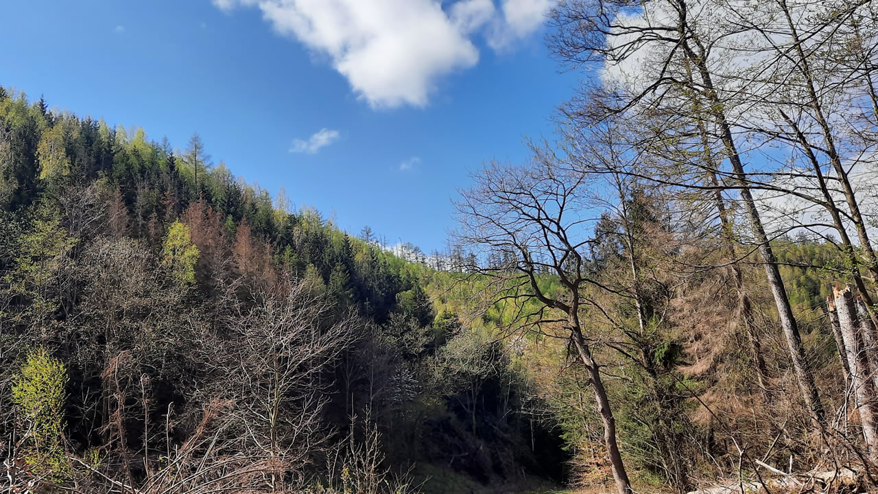 Trailpark Harz Bild 3