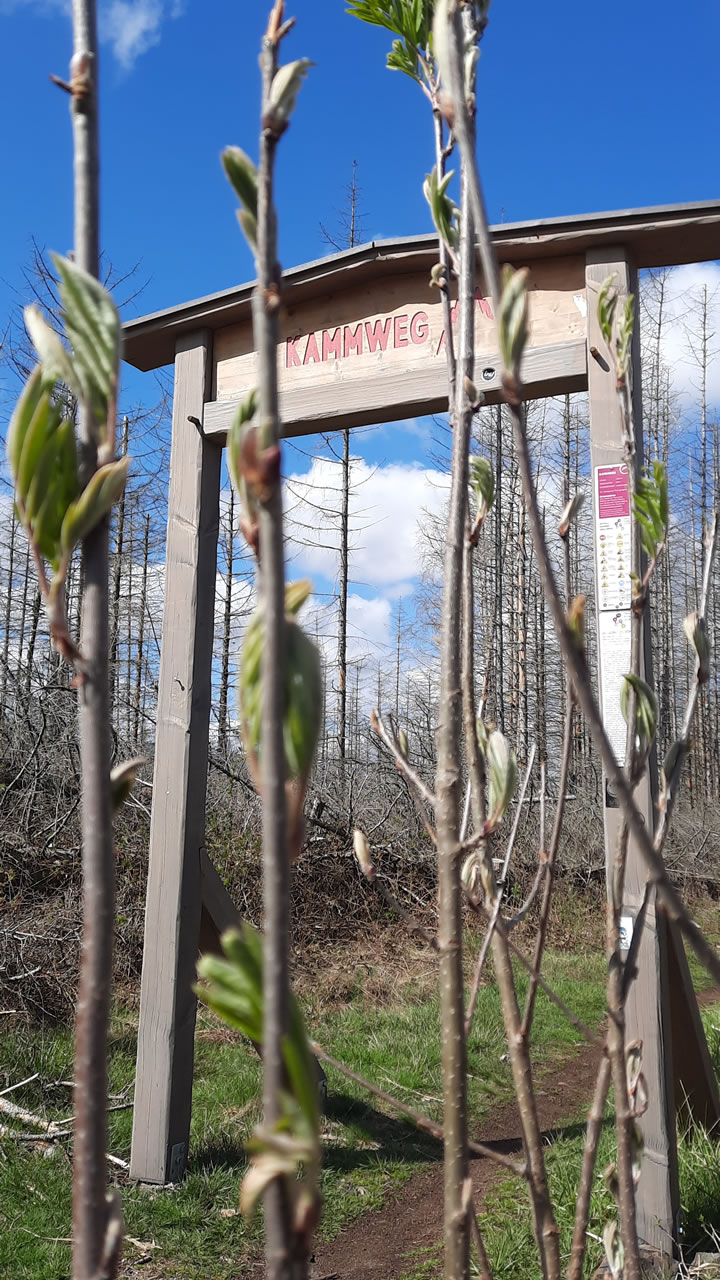 Trailpark Harz Bild 4