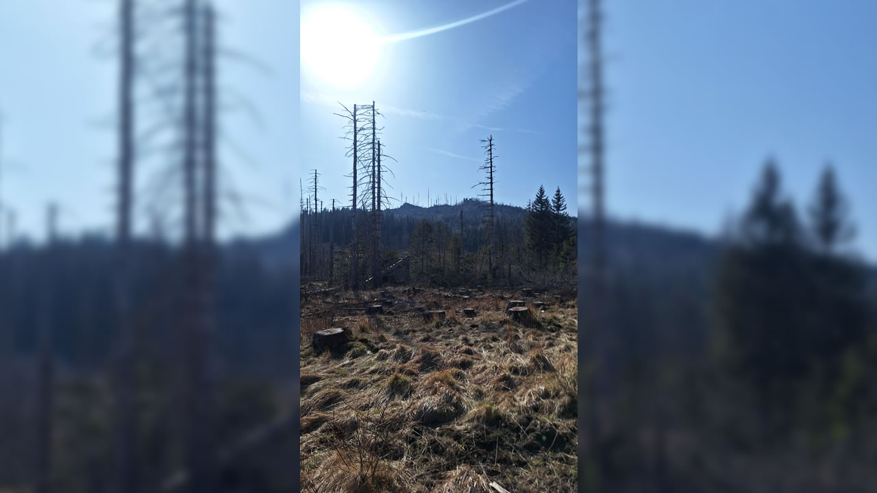 Trailpark Harz Bild 3